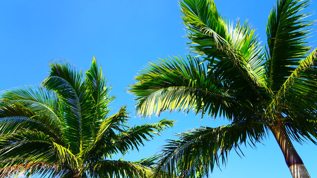 bright green palm trees on a background of blue sky    