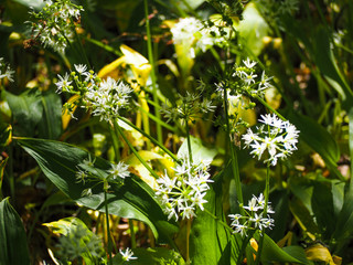 Wild Garlic growing on the woodland floor in Ireland 