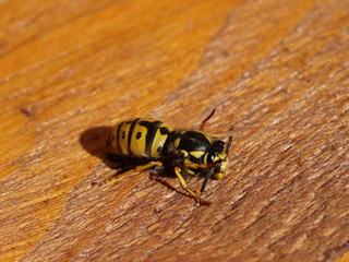 wasp leaning against a brown wooden trunk