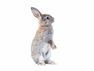 Gray cute rabbit standing on white background. Lovely action of young rabbit.