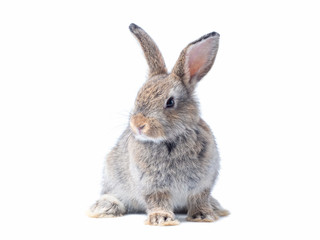 Adorable baby gray rabbit sitting isolated on white background.