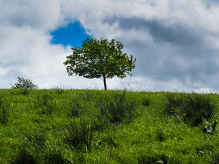 Solo tree on a hill in Ireland 