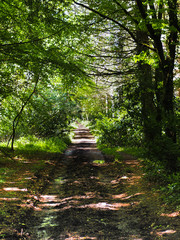 woodland tack path in Ireland 