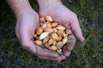 Many onion seeds in man`s dirty hands on a grass background