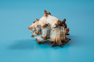 seashell on a blue background