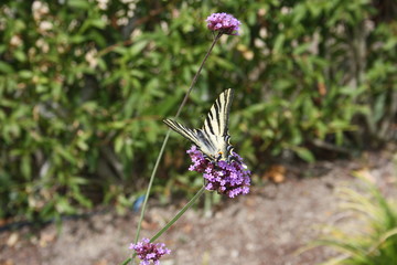 volvoreta en flor