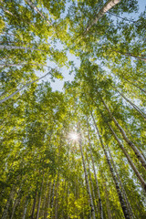 Tops of Summer Birches rays of the sun through the leaves.
