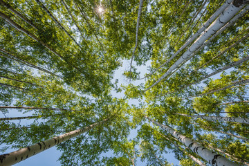 Tops of Summer Birches rays of the sun through the leaves.