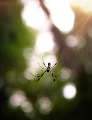 Spider resting on its web with a sunflare illuminating the photograph. 