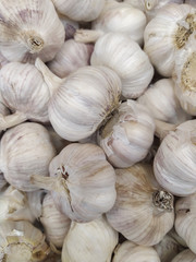 White garlic pile texture. Fresh garlic on market table closeup photo. Vitamin healthy food spice image. Spicy cooking ingredient picture. Pile of white garlic heads.