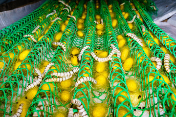 Silkworms (the Bombyx Mori ) in a factory for the production of silk. A butterfly from the family of true silkworms , which plays an important role in the production of silk.