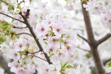 Obraz premium Cherry blossoms in full bloom / Japanese spring scenery.