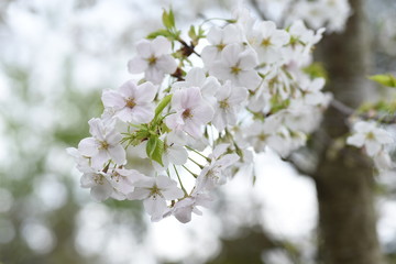  Cherry blossoms in full bloom / Japanese spring scenery.