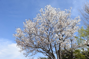  Cherry blossoms in full bloom / Japanese spring scenery.
