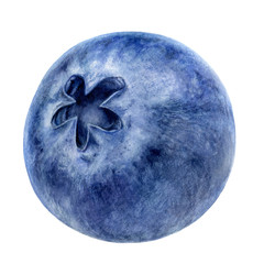 Blueberry watercolor illustration isolated on white background