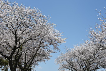  Cherry blossoms in full bloom / Japanese spring scenery.