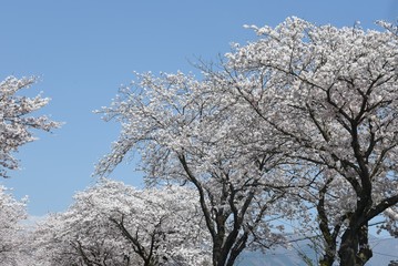  Cherry blossoms in full bloom / Japanese spring scenery.