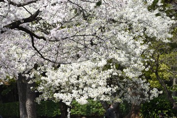  Cherry blossoms in full bloom / Japanese spring scenery.