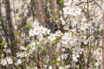 Blooming tree in the spring. Sakura blossom Flowers on a tree branch in early spring. White flowers. Ultra macro photo. Small details are very close. Brown twig and petals texture