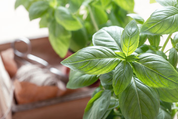 Fresh homegrown basil herb, indoor garden