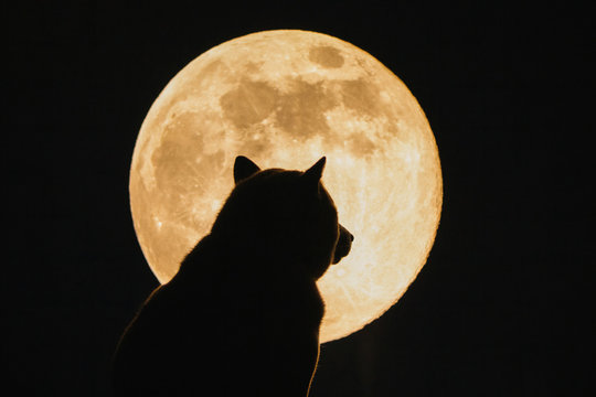 "The Bear and the Moon" - Shiba Inu and Supermoon