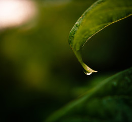 Water droplet hanging onto the tip of a leaf. Green foliage bokeh can be seen in the background. 