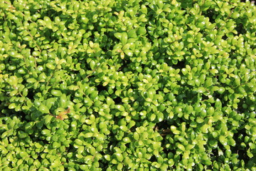 丸くて可愛い葉のマメイヌツゲ