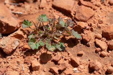 Roundleaf Phacelia (Phacelia rotundifolia) is a small annual desert plant with tiny white flowers in the borage family (Boraginaceae).