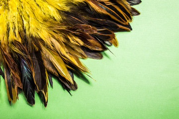 Rooster wing, paradise bird plumage 