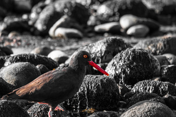 American Black Oyster Catcher