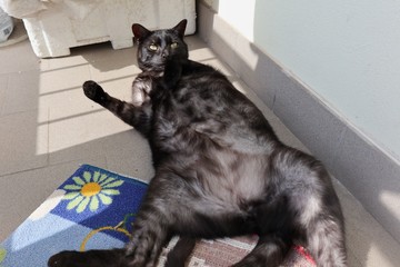 Gatto a pancia all'aria sul balcone