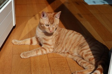 Gatto al sole sul parquet