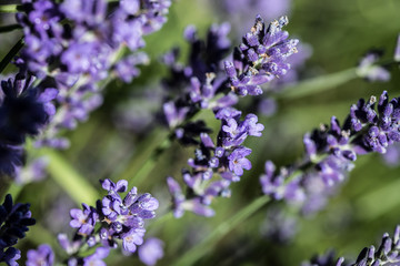 purple lavender