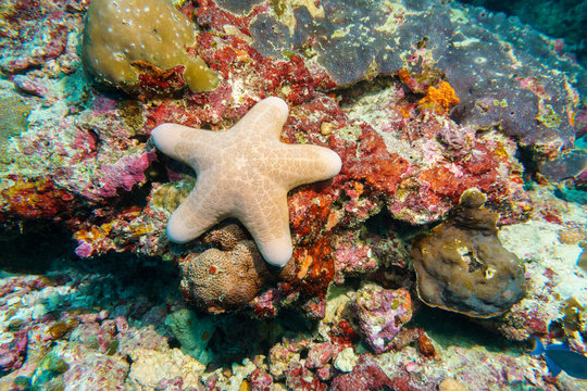 Starfish on a coral reef. Maldives.