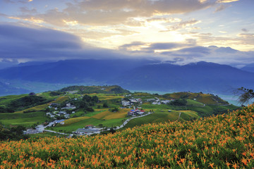 High angle shot of Lily flower farm in Hualien County Taiwan