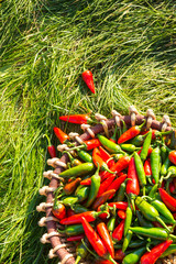 A large crop of red and green hot peppers in a wicker basket standing on green grass