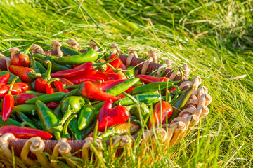 A large crop of red and green hot peppers in a wicker basket standing on green grass