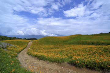 Lily flower farm in Hualien County Taiwan