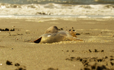 Jellyfish and Seashell on the Shore