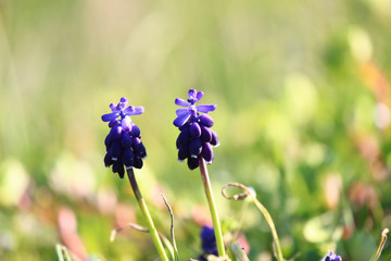 Beautiful  spring flowers