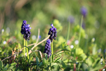 Beautiful  spring flowers