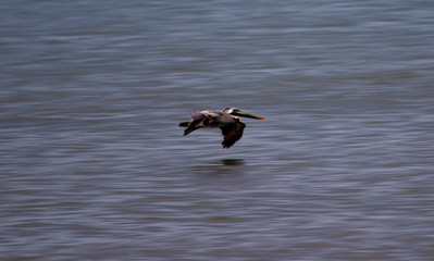 Fototapeta na wymiar The Speed of a Pelican