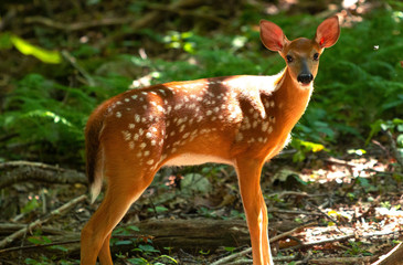 Fawn Gazing