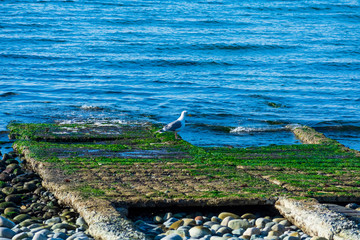 Seagull on boat ramp