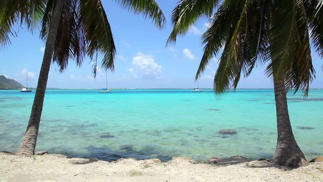 Standing at the shore looking out at the clear, turquoise-colored ocean of Bora Bora with a coconut tree and hanging fronds on each side framing a perfect Tahiti day with blue sky and white clouds.