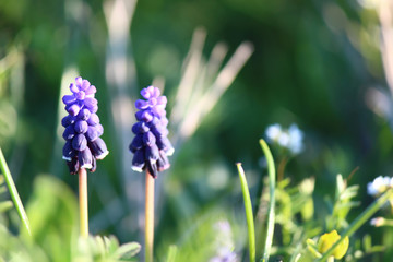 Beautiful  spring flowers