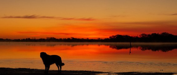 Dog Enjoying the Sunrise on the Inter Coastal