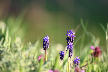 Beautiful  spring flowers