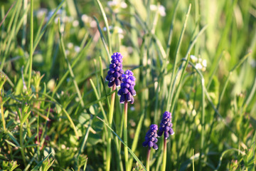 Beautiful  spring flowers