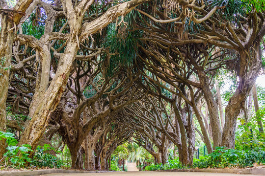 Alley of dragon 's dracaena.